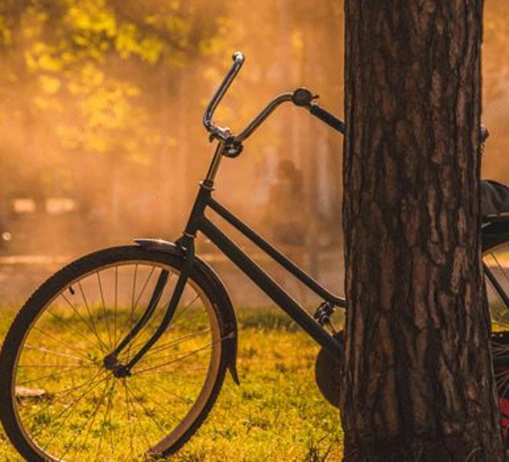  Fahrrad im Wald Bildquelle: stanislav kondratiev unsplash, Fahrrad im Wald, CC0 1.0