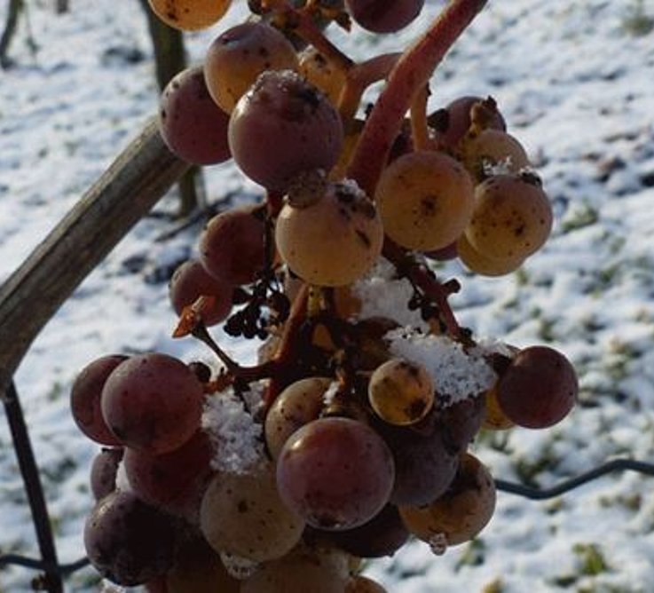  Gefrorene Traube Bildquelle: Deutsches Weininstitut, source