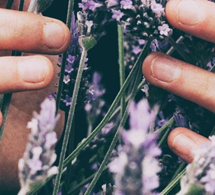  Frau haelt Lavendel Bildquelle: vero-photoart-140937-unsplash, Frau haelt Lavendel, CC0 1.0