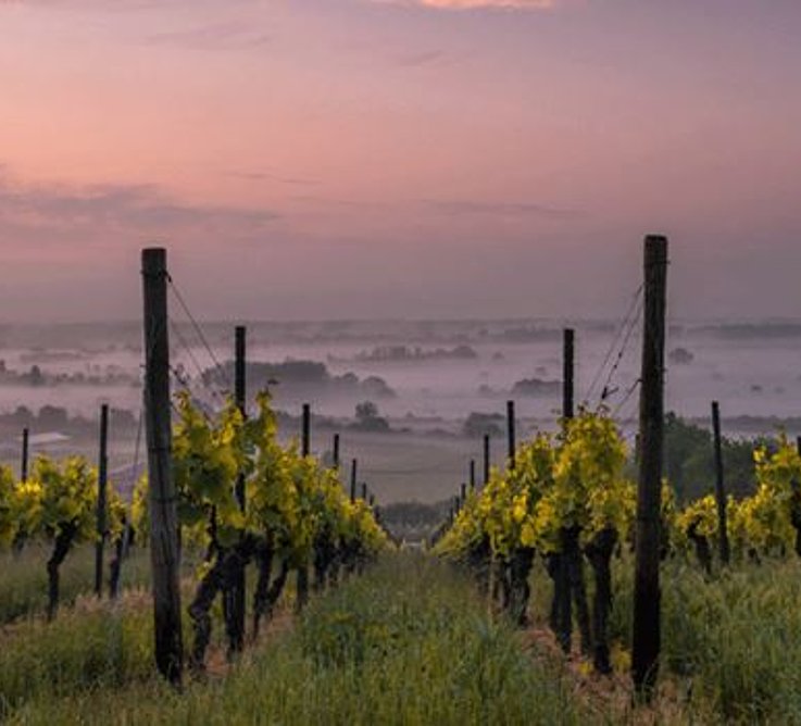 Bildquelle: Unsplash Kartsen Würth, Weinberg Rheinland-Pfalz, CC0 1.0 